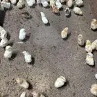 صوص بلدي محصن