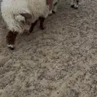 بهم نعيم العدد 4 كلش خروف