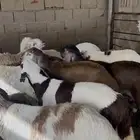 ذبائح سواكن اضاحي الخرج