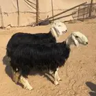 نجد جذعات جفرات جذعات