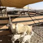 غنم خلفات ثنيه ورباع