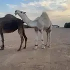 قعود باتلي على بعير فلاج الشيباني