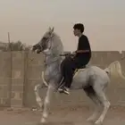 حصان واهو ركوب طرب