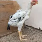 ديك فارسي للبيع