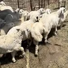 اليتمه جنوب المدينه المنوره 100كيلو
