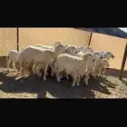 رخال حريات طيبه