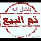ديك ياباني مستواء بطل ( تم البيع )