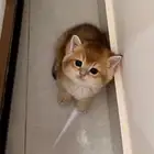 سكوتش ستريت ذكر للبيع