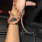 كورن سنيك البيع مستعجل