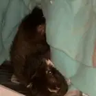 نمس هولندي للبيع