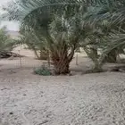 نخل للبيع