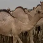 قعدان مفاريد مغلقه فل الفل