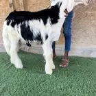 خروف نجدي فاخر(تم البيع)