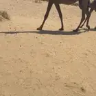 عشرا طيبه