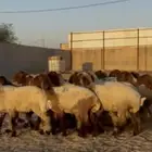 جذعات أنعيم صنف اللبييع