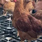 حضيرة كاملة دجاج فرنسي احمر بيور بشاير العمر 4 شهور السوم 35