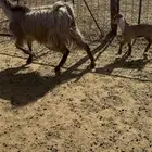 عنز اول ولده له