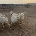 غنم حريه الحد 850