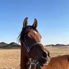 للبيع حصان عربي اصيل معه شهاده الحصان مثل ماهو موضح فالصوره