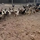 صوص بلدي عمره 3 شهور