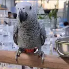 طير كاسكو ضائع