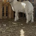 طليان حري كفو