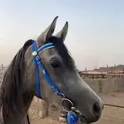 مهره شعبيه شيخه