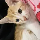 قط بلدي ذكر عمره شهرين ونص للتبني العاجل
