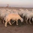 جذعات صنف العدد 90 بفحوله2تم للبيعع