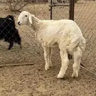 خروف عمره سته شهور مغلق شحم