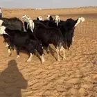 لبيع غنم نجد دفيع ومضاريع