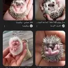 قنفذ صغير مطلوب