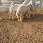 ست طليان حريات زبده ونظافه
