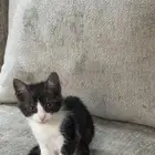 قط ذكر عمره 3 شهور لتبني الموقع صبيا حي الفيصليه .