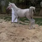 مهرة واهو فاخرة