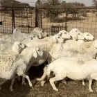 غنم حريات