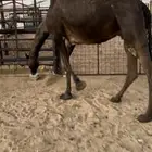 لقحه مجهم