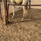 قعود كفووو مغلق للبيع رقم الجوآل