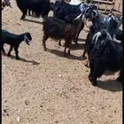 للبيع مراح معزاء مواليد ومضاريع
