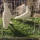 للبيع حمام صنعاني