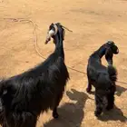عنز معها جفره