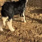رخل صنف