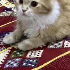 قطوة لتبني