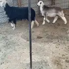 نجديه وولدها