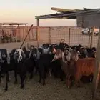 معزا دفيع ومضاريع طيبة