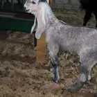 تيس صنف ( جفر) يصلح فحل في الاحساء