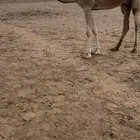 ناقه ضروبه حمراء عظم كفو و ديس كفو