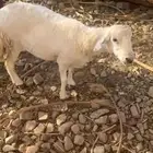 ضان