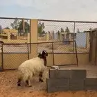 خروف نعيمي فاخر