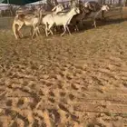 غنم سواكن درمانيات فاخره